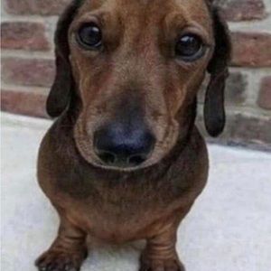 Meet your Posher, Dylan